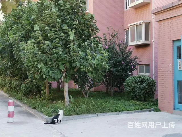 70年产权，产权清晰，南北通透 - 图片 4