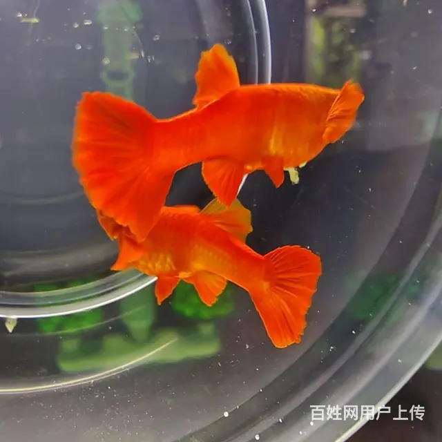 鸿运当头双分水孔雀鱼低价出售10元 - 图片 7