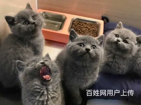 巢湖自家繁殖蓝猫大包子 五短身 活泼可爱 - 图片 7