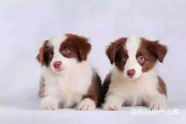 辽阳卖边牧的养殖场，养殖场边牧一般卖多少钱 - 图片 4