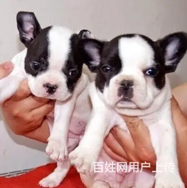 辽阳哪里可以看到纯种法斗犬  宠物狗一般多少钱 - 图片 9