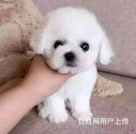 纯种比熊 小体比熊 带证书芯片出售中 - 图片 1