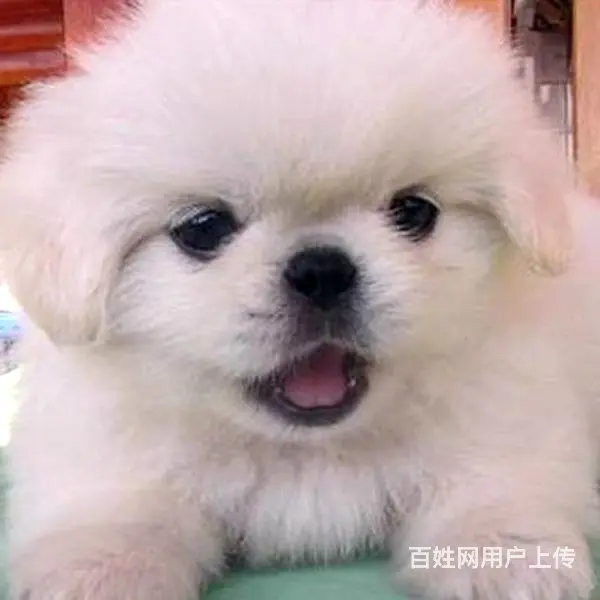淮南【十年老店】常年繁殖优质血统京巴幼犬 - 图片 7