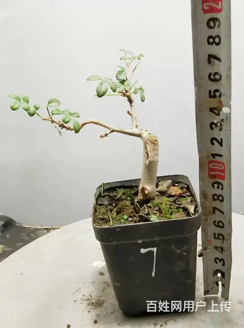 淘宝网盛世鑫毅植物园盆景总裁盆景指导老师杨世毅先生 - 图片 3