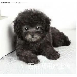承德泰迪怎么卖 泰迪价格 茶杯犬泰迪 - 图片 10