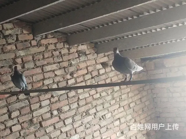 出售成绩鸽子代，后面是父母照片 - 图片 4