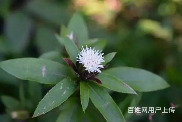 湖北百草堂苍术种植技术好，应对连续降雨田间排水方案 - 图片 1