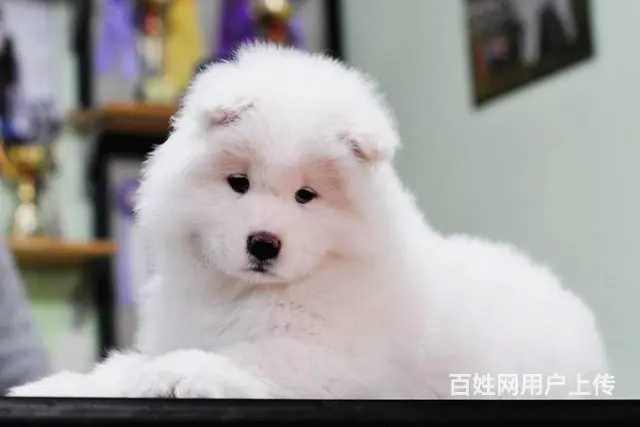 文昌哪里有出售萨摩耶幼犬宝宝 定时做疫苗和驱虫 公 - 图片 4
