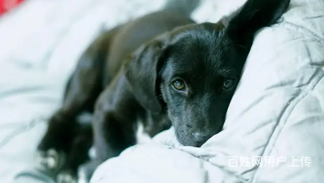 【搞定了！】免费领养黑拉拉串串公4个月驱虫洗澡有打狂犬和犬五 - 图片 6