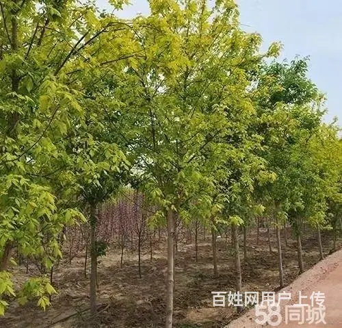 全疆苗木种植花卉种子批发 - 图片 2