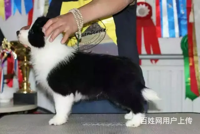 徐州哪有繁殖边牧幼犬的，边牧幼犬多少钱一只 - 图片 8
