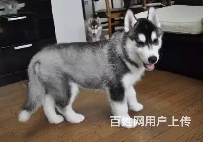 邢台哈士奇多少钱一只 邢台哈士奇怎么卖 哈士奇价格 - 图片 9