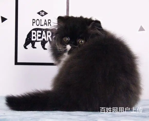 哪里有纯白棉花糖系列波斯猫卖的 波斯猫多少钱 - 图片 2