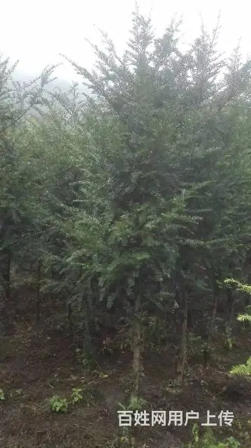 红豆杉低价急出售,高2~3米多，树型美，价钱优惠！ - 图片 3