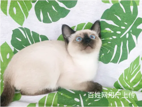 承德出售自家繁殖纯种暹罗猫幼猫 健康保障 可送货 - 图片 3