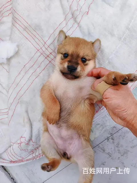 家养漂亮柴犬小狗可以出售啦，价格优惠 - 图片 2
