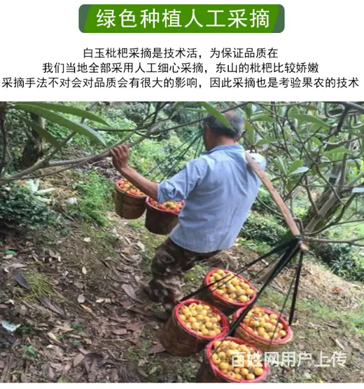 实惠小果.本地苏州东山白玉白沙枇杷新鲜采摘 - 图片 8