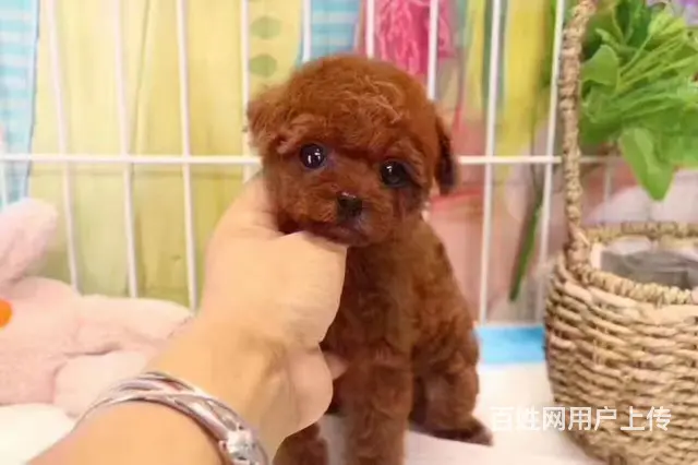 灰色泰迪 茶杯玩具泰迪犬可爱至极购买签协议 - 图片 2