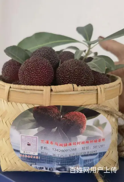 【搞定了！】马涧大棚杨梅开园上市啦 - 图片 3