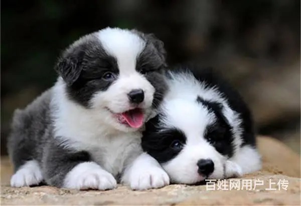 边境牧羊犬 黑白色边牧价格 纯种边牧出售 - 图片 3