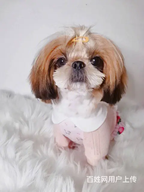 纯种西施犬多少钱一只 西施幼犬价格多少钱 西施智商 - 图片 3