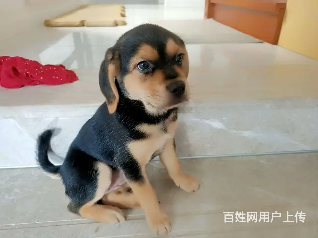 免费领养小奶狗 - 图片 1