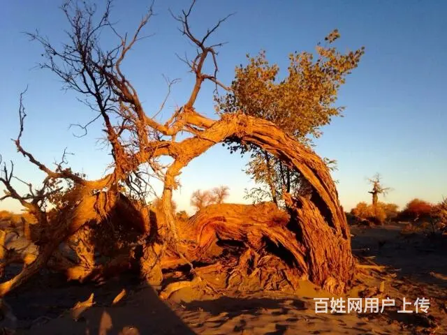 额济纳旗旅游包车 - 图片 7