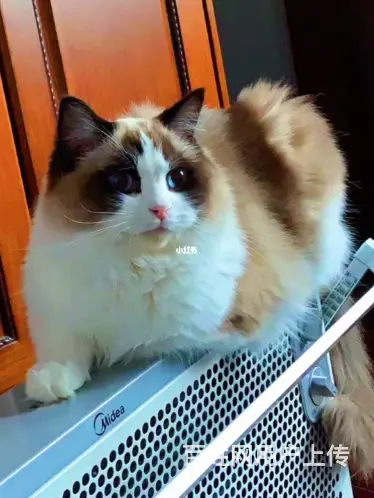 商丘专业找猫寻狗宠物团队商丘专业寻宠团队 - 图片 4
