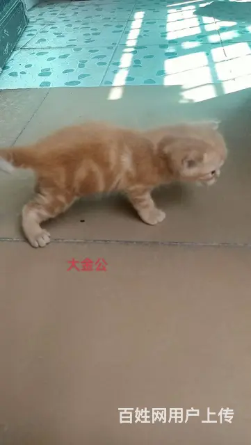 混血布偶小奶猫找新家 - 图片 10