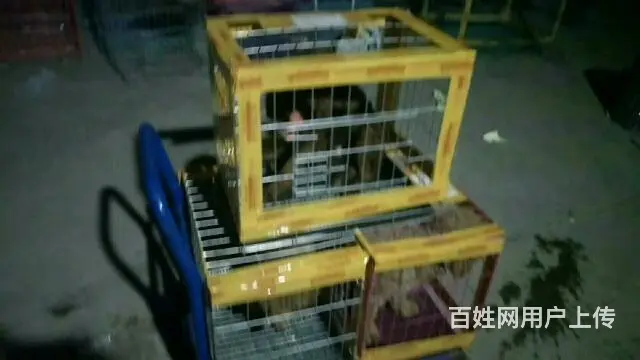 宿州中天宠物托运有限公司 - 图片 2