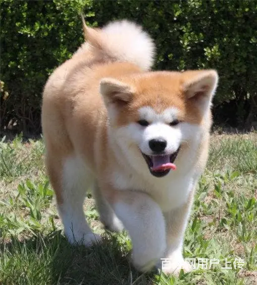 琼海【*推荐】秋田犬舍‖秋田养殖场 - 图片 5