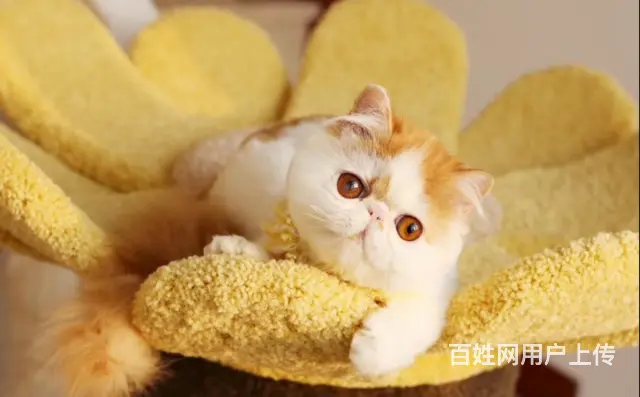 本地哪里有卖加菲猫的 加菲怎么护理 加菲好养吗 - 图片 3