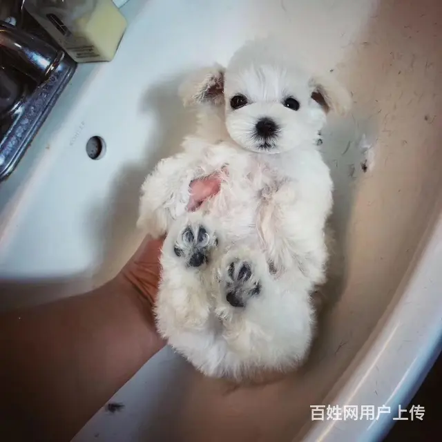 淮南哪里有卖雪纳瑞犬，雪纳瑞市场价格 - 图片 7