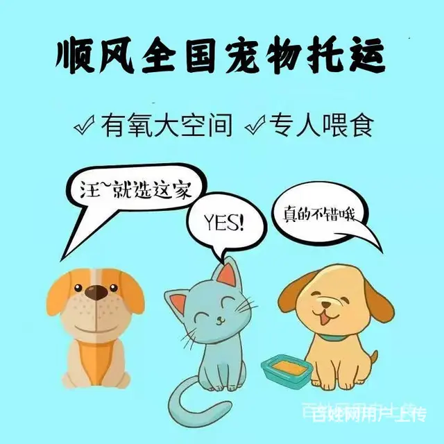 常州市宠物托运（猫狗）2022邮寄快递（宠物活体运输)今日推 - 图片 6