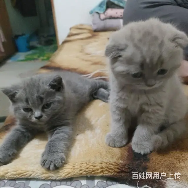 英短折耳。 - 图片 3