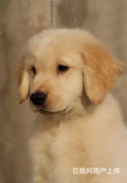 纯种金毛 黄金猎犬 金毛巡回猎犬 签署协议 - 图片 4