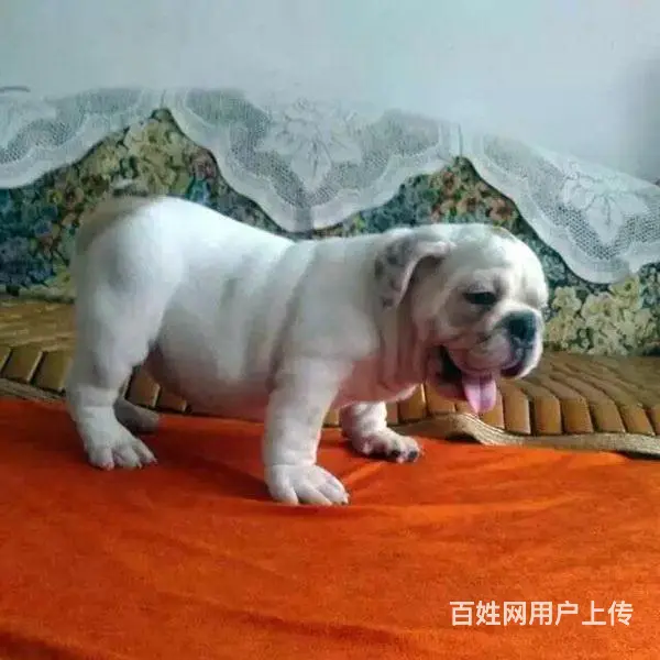 辽阳附近哪里有狗卖◆狗场常年卖纯种法斗 - 图片 10