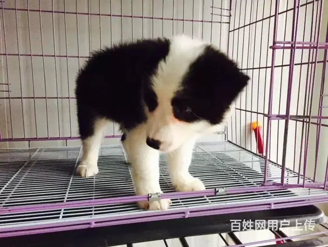 宿迁上哪里买边牧比较好，上哪里可以买到边牧 - 图片 8