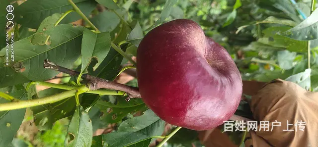 真诚征婚 - 图片 3