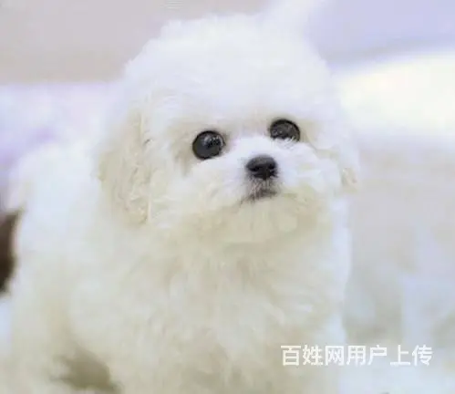 纯种比熊犬幼犬出售 高颜值多只可选 赛级品质 - 图片 7