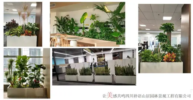 成都绿化养护 种植 专业园林公司 设计施工一体 - 图片 8