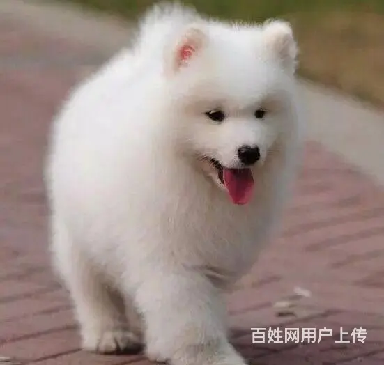 北京出售纯种萨摩耶幼犬  萨摩耶多少钱一只 - 图片 3