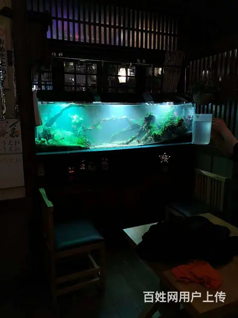 苏州鱼缸清洗，苏州鱼缸维护，苏州鱼缸养护 - 图片 5