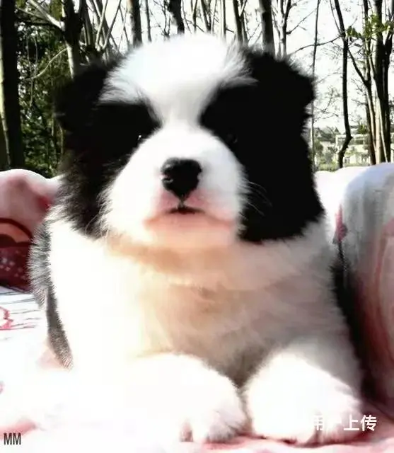 徐州1200出售 高品质边牧宝宝【益帆边境犬舍】 - 图片 8