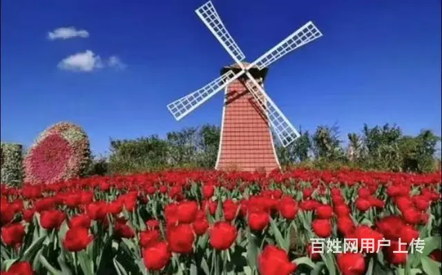 盐城暖场荷兰风车租赁 春季美陈荷兰风车租赁公司 - 图片 6