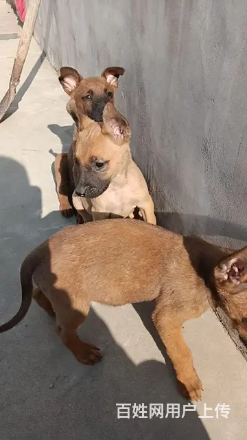 精品马犬，看家护院的好帮手。 - 图片 5