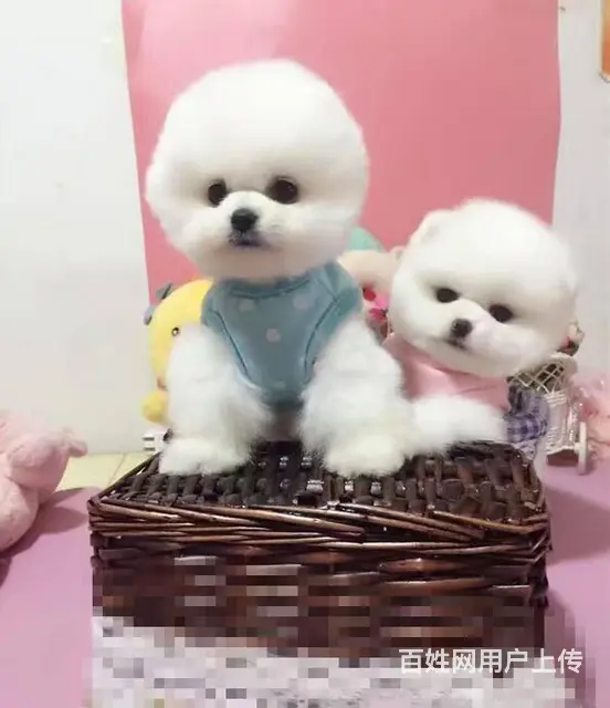 纯种哈多利博美犬 纯种球体白色博美幼犬供您选 - 图片 4
