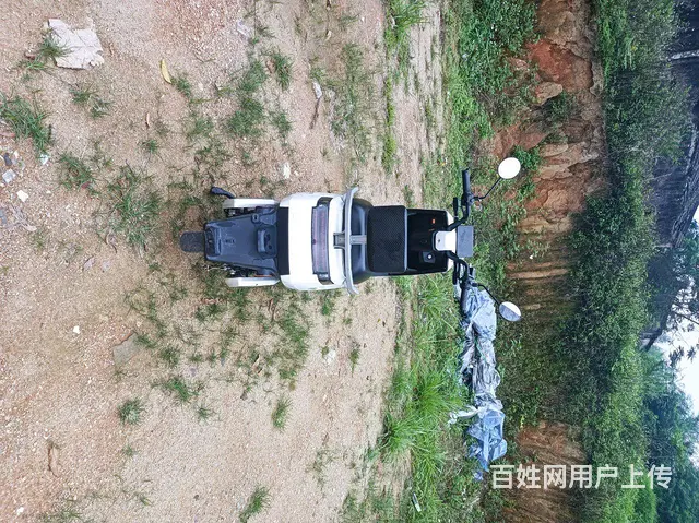 特莱维狮天猫牛 - 图片 4