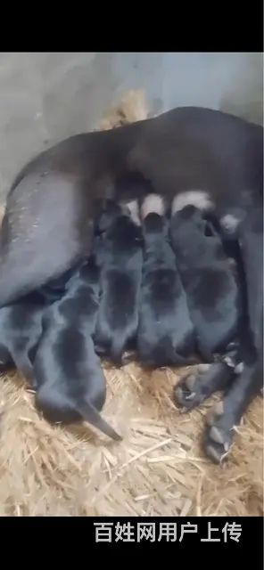 黑狼犬 - 图片 1