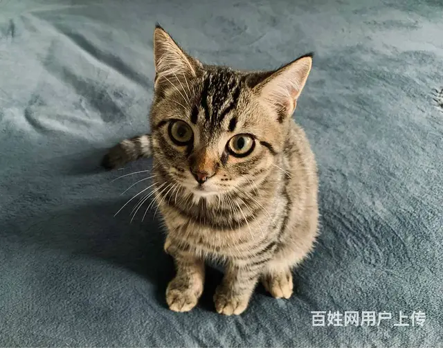 安阳专业找猫找狗团队河南找猫找狗收费多少安阳找猫找 - 图片 4